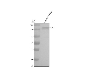 Western blot analysis of Usp7 protein using Zebrafish Usp7 antibody and zebrafish embryo tissue lysate. The expected molecular weight of Usp7 is 128-135 kDa.