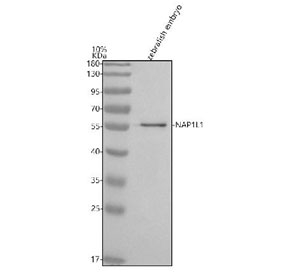 Western blot analysis of NAP1L1 protein using Zebrafish NAP1L1 antibody and zebrafish embryo tissue lysate. The predicted molecular weight of NAP1L1 is ~45 kDa.