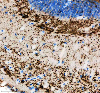 Immunohistochemical analysis of Hrasa/b protein using Zebrafish Hras antibody and paraffin-embedded zebrafish brain tissue. HIER: boil tissue sections in pH8 EDTA for 20 min and allow to cool before testing.