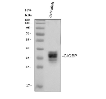 Western blot analysis of Zebrafish C1qbp protein using Zebrafish C1qbp antibody and whole zebrafish tissue lysate. Predicted molecular weight ~30 kDa.