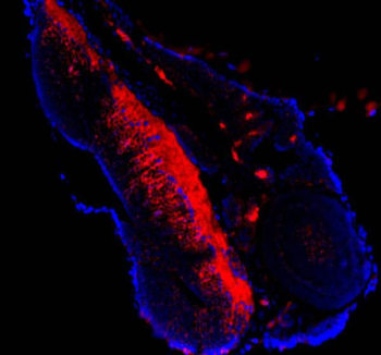 Immunofluorescent staining of FFPE zebrafish embryo tissue with Zebrafish Atp5mc antibody (red) and DAPI nuclear stain (blue). HIER: steam section in pH8 EDTA buffer for 20 min.
