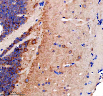 Immunohistochemical analysis of GPHNa/b protein using Zebrafish Gephyrin antibody and paraffin-embedded zebrafish brain tissue. HIER: boil tissue sections in pH8 EDTA for 20 min and allow to cool before testing.