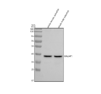 Western blot analysis of Dazap1 protein using Zebrafish Dazap1 antibody and 1) whole female zebrafish tissue lysate and 2) whole male zebrafish tissue lysate. Predicted molecular weight ~41 kDa.