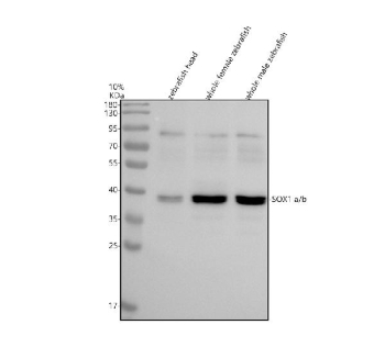 Western blot analysis of SOX1a/b protein using Sox1 antibody and 1) zebrafish head, 2) whole female zebrafish and 3) whole male zebrafish tissue lysate. Predicted molecular weight ~36 kDa.