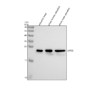 Western blot analysis of Lmo2 protein using Zebrafish Lmo2 antibody and 1) zebrafish head, 2) whole female zebrafish and 3) whole male zebrafish tissue lysate. Predicted molecular weight ~18 kDa.