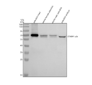 Western blot analysis of Stxbp1a/b protein using Zebrafish Stxbp1 antibody and 1) zebrafish head, 2) whole female zebrafish, 3) whole male zebrafish and 4) zebrafish embryo tissue lysate. Predicted molecular weight ~69 kDa.