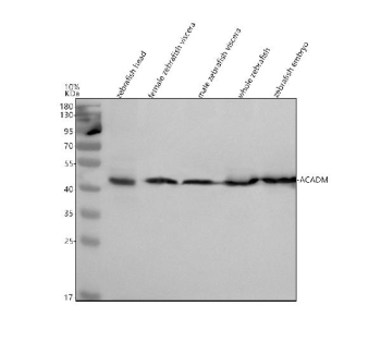 Western blot analysis of Acadm/Mcad protein using Zebrafish Mcad  antibody and 1) zebrafish head, 2) female zebrafish viscera, 3) male zebrafish viscera, 4) whole zebrafish and 5) zebrafish embryo tissue lysate. Predicted molecular weight ~46 kDa.