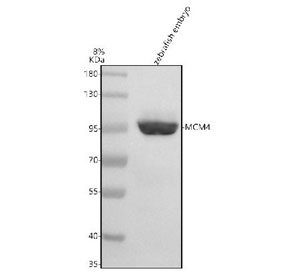 Western blot analysis of Mcm4 protein using Zebrafish Mcm4 antibody and zebrafish embryo tissue lysate. The predicted molecular weight of MCM4 is ~97 kDa.