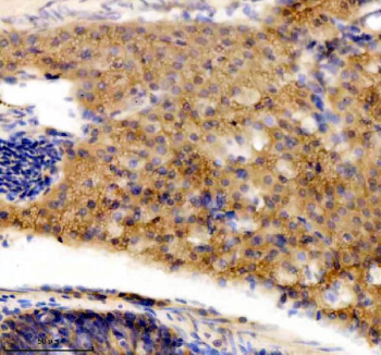 Immunohistochemical analysis of DNAJA2a/b protein using DNAJA2 antibody and paraffin-embedded zebrafish pancreas tissue. HIER: boil tissue sections in pH8 EDTA for 20 min and allow to cool before testing.