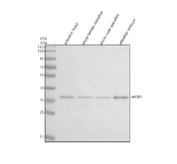 Western blot analysis of Wdr5 protein using Zebrafish Wdr5 antibody and 1) zebrafish head, 2) whole female zebrafish, 3) whole male zebrafish and 4) zebrafish embryo tissue lysate. Predicted molecular weight ~36 kDa.
