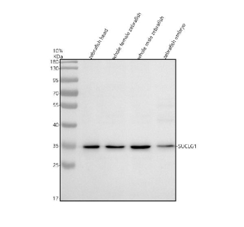 Western blot analysis of Suclg1 protein using Zebrafish Suclg1 antibody and 1) zebrafish head, 2) whole female zebrafish, 3) whole male zebrafish and 4) zebrafish embryo tissue lysate. Predicted molecular weight ~34 kDa.