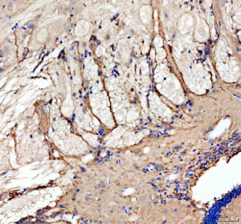 Immunohistochemical analysis of Grin1a/b protein using Zebrafish Grin1 antibody and paraffin-embedded zebrafish brain tissue. HIER: boil tissue sections in pH8 EDTA for 20 min and allow to cool before testing.