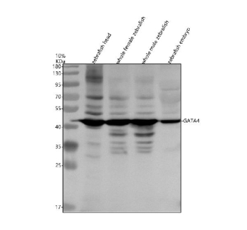 Western blot analysis of Gata4 protein using Zebrafish Gata4 antibody and 1) zebrafish head, 2) whole female zebrafish, 3) whole male zebrafish and 4) zebrafish embryo tissue lysate. Predicted molecular weight ~38 kDa.