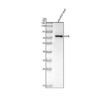 Western blot analysis of c-Myb protein using Zebrafish c-Myb antibody and zebrafish head tissue lysates. Predicted molecular weight ~67 kDa and ~72 kDa (two isoforms).