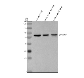 Western blot analysis of Cyp11a1.1 protein using Zebrafish Cyp11a1.1 antibody and 1) zebrafish head, 2) whole female zebrafish and 3) whole male zebrafish tissue lysate. Predicted molecular weight ~59 kDa.