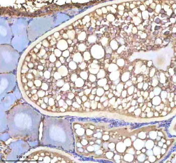 IHC staining of FFPE zebrafish ovary tissue with Cyp19a1b antibody, HRP-labeled secondary and DAB substrate. HIER: boil tissue sections in pH8 EDTA for 20 min and allow to cool before testing.