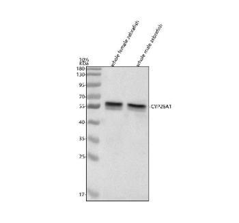 Western blot analysis of Cyp26a1 protein using Zebrafish Cyp26a1 antibody and 1) whole female zebrafish tissue lysates and 2) whole male zebrafish tissue lysates. Predicted molecular weight ~56 kDa.