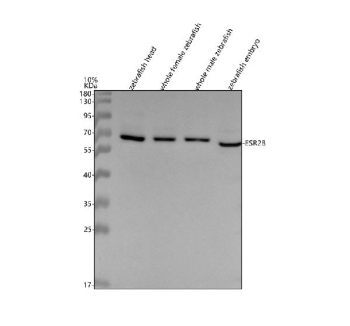 Western blot analysis of Estrogen receptor 2b protein using Zebrafish Estrogen receptor 2b antibody and 1) zebrafish head, 2) whole female zebrafish, 3) whole male zebrafish and 4) zebrafish embryo tissue lysate. Predicted molecular weight ~66 kDa.