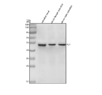 Western blot analysis of Fli1 protein using Zebrafish Fli1 antibody and 1) zebrafish head, 2) whole female zebrafish and 3) whole male zebrafish tissue lysate. Predicted molecular weight ~54 kDa.