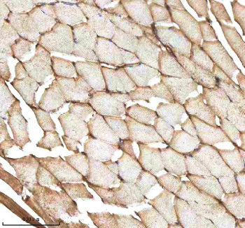IHC staining of zebrafish Mmp9 protein using Zebrafish Mmp9 antibody, HRP-labeled secondary and DAB substrate. Mmp9 was detected in a paraffin-embedded section of zebrafish muscle tissue. HIER: boil tissue sections in pH8 EDTA for 20 min and allow to cool before testing.