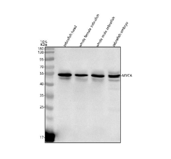 Western blot analysis of Myca protein using Zebrafish Myca antibody and 1) zebrafish head, 2) whole female zebrafish, 3) whole male zebrafish and 4) zebrafish embryo tissue lysate. Predicted molecular weight ~48 kDa.
