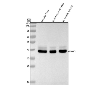 Western blot analysis of Myod1 protein using Zebrafish Myod1 antibody and 1) zebrafish head, 2) whole female zebrafish, 3) whole male zebrafish tissue lysate. Predicted molecular weight ~31 kDa, commonly observed at 35-45 kDa.