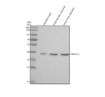 Western blot analysis of Psmd13 protein using Zebrafish Psmd13 antibody and 1) zebrafish head, 2) whole female zebrafish and 3) whole male zebrafish tissue lysate. Predicted molecular weight ~43 kDa.