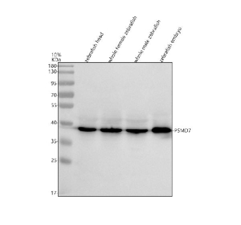 Western blot analysis of Psmd7 protein using Zebrafish Psmd7 antibody and 1) zebrafish head, 2) whole female zebrafish, 3) whole male zebrafish and 4) zebrafish embryo tissue lysate. Predicted molecular weight ~37 kDa.