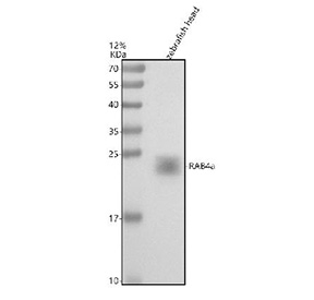 Western blot analysis of Rab4a protein using Zebrafish Rab4a antibody and zebrafish head tissue lysates. Predicted molecular weight ~24 kDa.