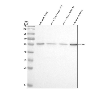 Western blot analysis of Rbbp4 protein using Zebrafish Rbbp4 antibody and 1) zebrafish head, 2) whole female zebrafish, 3) whole male zebrafish and 4) zebrafish embryo tissue lysate. Predicted molecular weight ~48 kDa, commonly observed at 48-55 kDa. (human similarity)