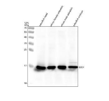 Western blot analysis of Sod1 protein using Zebrafish Sod1 antibody and 1) zebrafish head, 2) whole female zebrafish, 3) whole male zebrafish and 4) zebrafish embryo tissue lysate. Predicted molecular weight ~16 kDa.