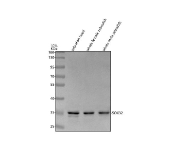 Western blot analysis of Sox32 protein using Zebrafish Sox32 antibody and 1) zebrafish head, 2) whole female zebrafish and 3) whole male zebrafish tissue lysate. Predicted molecular weight ~35 kDa.