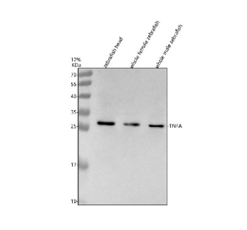 Western blot analysis of Tnfa protein using Zebrafish Tnfa antibody and 1) zebrafish head, 2) whole female zebrafish and 3) whole male zebrafish tissue lysate. Predicted molecular weight ~26 kDa.