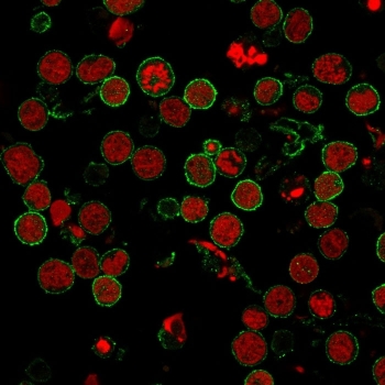 Immunofluorescent staining of human MOLT-4 cells with CD6 antibody (clone 3F7B5, green) and Reddot nuclear stain (red).