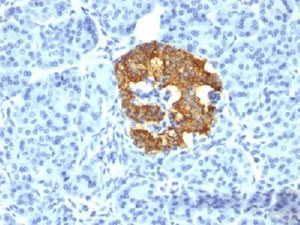 Insulin antibody 2D11 or INS05 immunohistochemistry pancreas