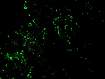 IHC/IF staining of FFPE rat kidney tissue with CF488-conjugated BrdU antibody.
