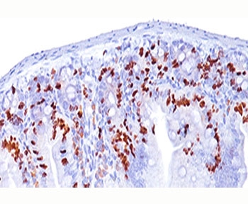 BrdU antibody BRD494 immunohistochemistry intestine 10X