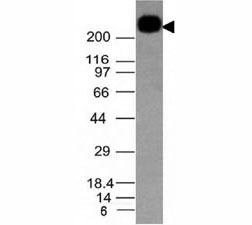 Western blot testing of CD45RB antibody and Daudi lysate. Expected molecular weight: ~147/180-220 kDa (unmodified/glycosylated).