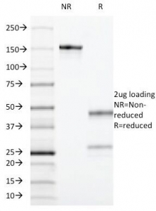 SDS-PAGE Analysis of Purified, BSA-Free CD55 Antibody (clone F4-29D9). Confirmation of Integrity and Purity of the Antibody.