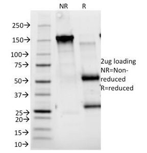 SDS-PAGE Analysis of Purified, BSA-Free CD25 Antibody (clone 143-13). Confirmation of Integrity and Purity of the Antibody.