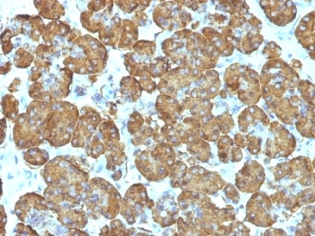 IHC: Formalin-fixed, paraffin-embedded human pancreas stained with Cytochrome C antibody (clone SPM389).