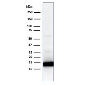 Western blot analysis of human heart lysate using Cytochrome C antibody (CYCS/1010). Predicted molecular weight: 12~14 kDa.
