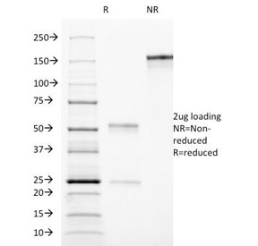 SDS-PAGE Analysis of Purified, BSA-Free CD90 Antibody (clone AF-9). Confirmation of Integrity and Purity of the Antibody.