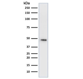 Western blot testing of human HepG2 cell lysate using Cytokeratin 19 antibody cocktail (clone A53-B/A2.26 + BA17). Predicted molecular weight ~43 kDa.