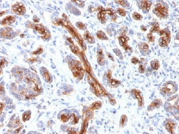 IHC testing of FFPE human pancreas with CFTR antibody (clone CFTR/1341). HIER: boil tissue sections in 10mM Tris with 1mM EDTA, pH9 for 10-20 min followed by cooling at RT for 20 min.