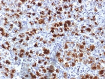 IHC testing of human pancreas with CELA3B antibody (clone CELA3B/1757). Required HIER: boil tissue sections in 10mM Tris with 1mM EDTA, pH 9, for 10-20 min followed by cooling at RT for 20 min.