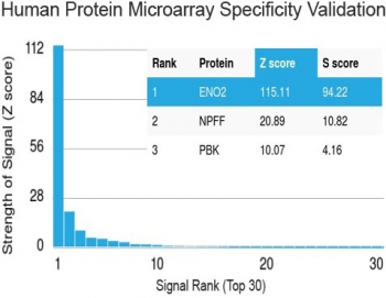 Protein array validation of the Neuron Specific Enolase antibody: Analysis of HuProt(TM) microarray containing more than 19,000 full-length human proteins using Neuron Specific Enolase antibody (clone ENO2/1462). These results demonstrate the foremost specificity of the ENO2/1462 mAb. Z- and S- score: The Z-score represents the strength of a signal that an antibody (in combination with a fluorescently-tagged anti-IgG secondary Ab) produces when binding to a particular protein on the HuProt(TM) array. Z-scores are described in units of standard deviations (SD's) above the mean value of all signals generated on that array. If the targets on the HuProt(TM) are arranged in descending order of the Z-score, the S-score is the difference (also in units of SD's) between the Z-scores. The S-score therefore represents the relative target specificity of an Ab to its intended target. 