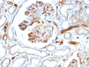 IHC testing of FFPE human kidney tissue with Adiponectin antibody (clone ADPN/1370). Required HIER: boil tissue sections in pH 6, 10mM Citrate buffer for 10-20 min followed by cooling at RT for 20 min.