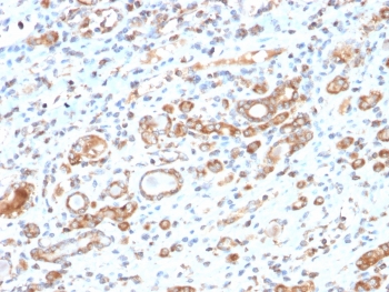 IHC testing of FFPE human liver tissue with recombinant HSP60 antibody (clone HSPD1/2206R). HIER: boil tissue sections in 10mM citrate buffer, pH6, for 10-20 min followed by cooling at RT for 20 min.