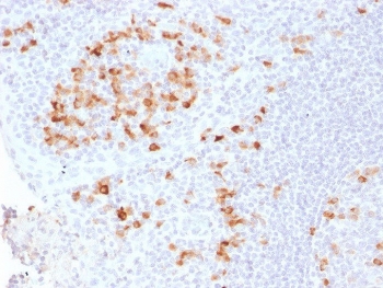 IHC testing of FFPE human tonsil tissue with recombinant Kappa antibody (clone KLC2289R). Required HIER: boil tissue sections in pH 9 10mM Tris with 1mM EDTA for 10-20 min followed by cooling at RT for 20 min.